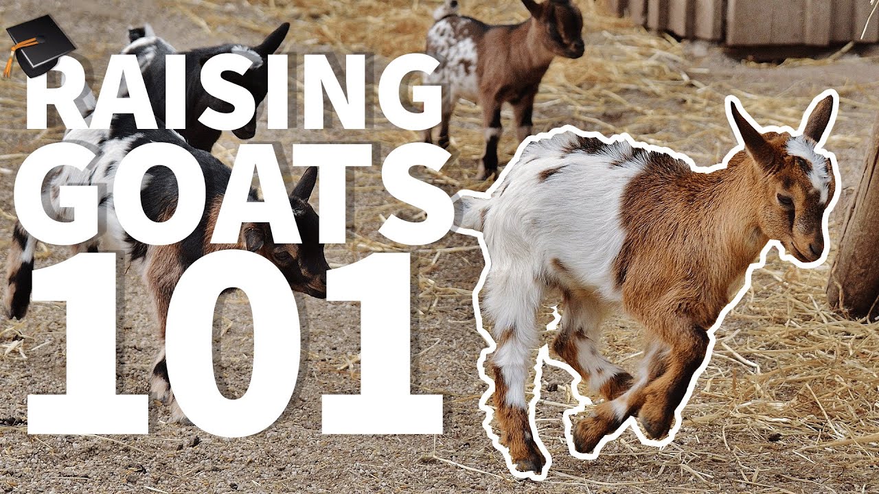 Разведение коз 101 🐐: Часто задаваемые вопросы для начинающих