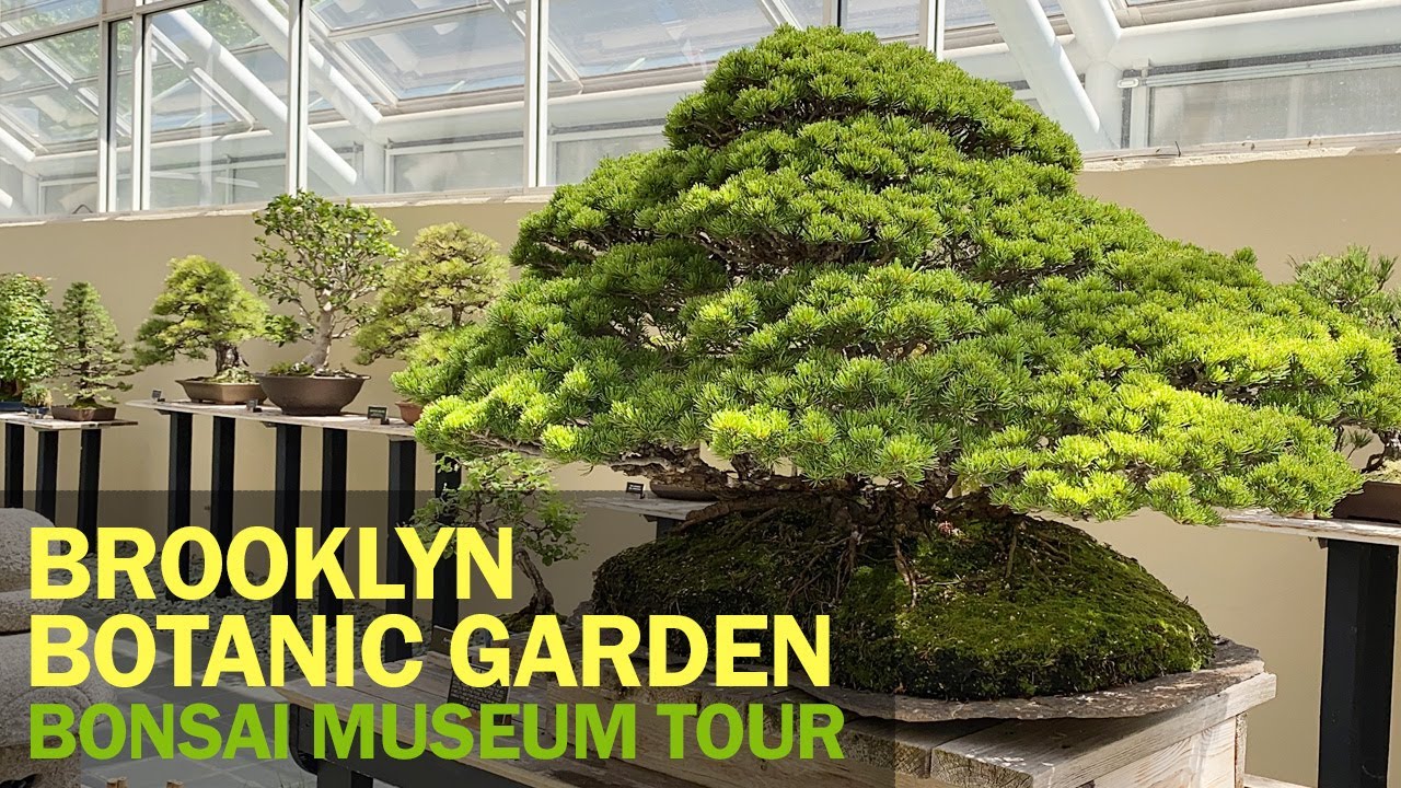 Brooklyn Botanic Garden : Bonsai Museum Walking Tour