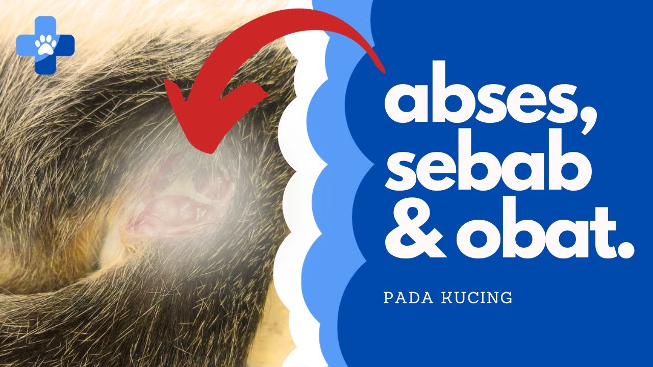 Penyakit Abses pada Ekor Kucing: Penyebab dan Pengobatannya