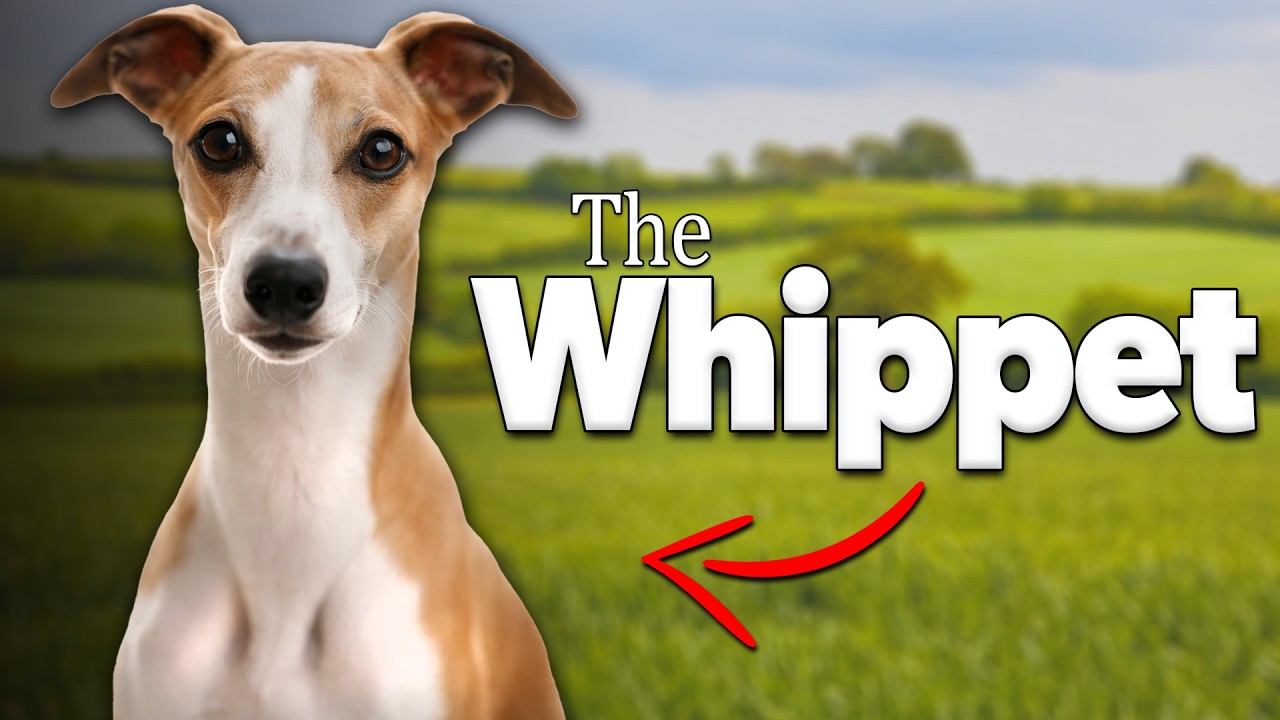 Whippet Training Guide: Everything You Need to Know About the Whippet Dog Breed