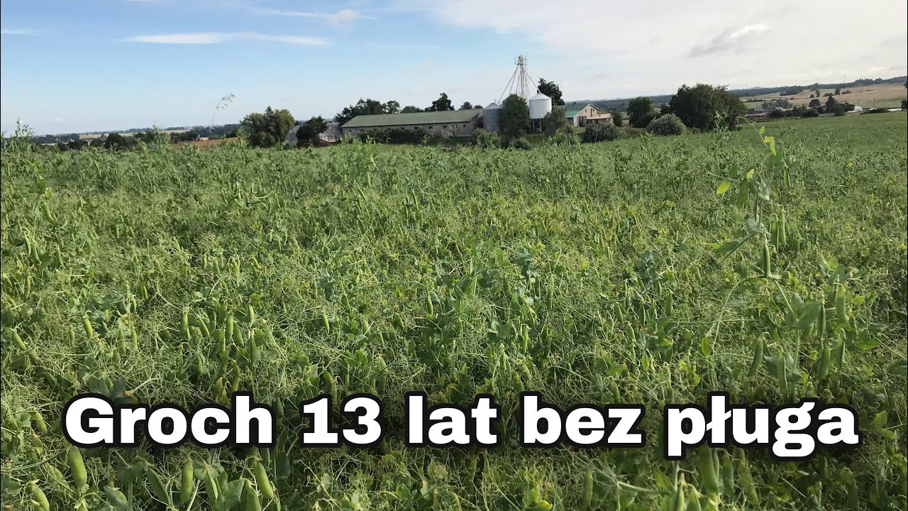 Groch na polu uprawianym 13 lat bez pługa/ Kula