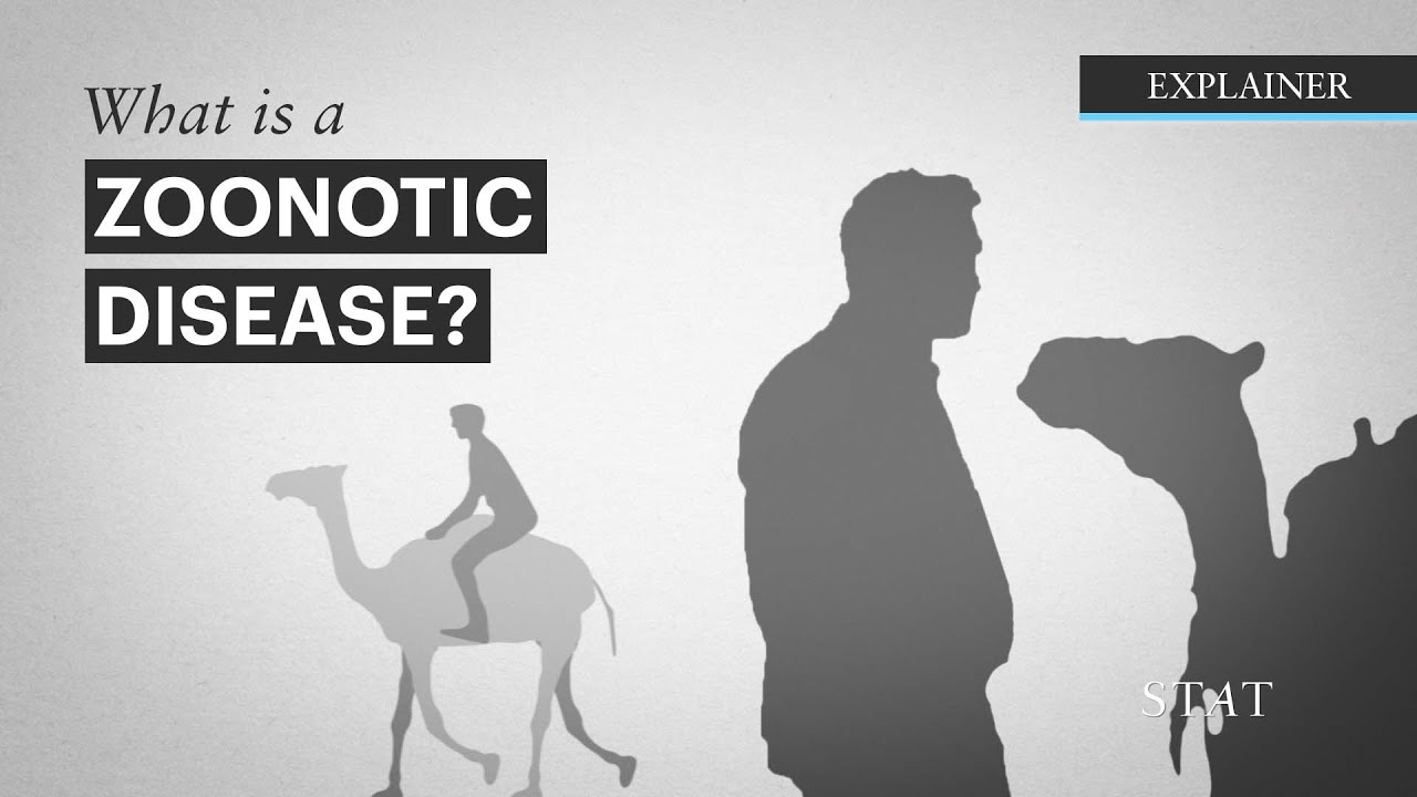 What are Zoonoses?