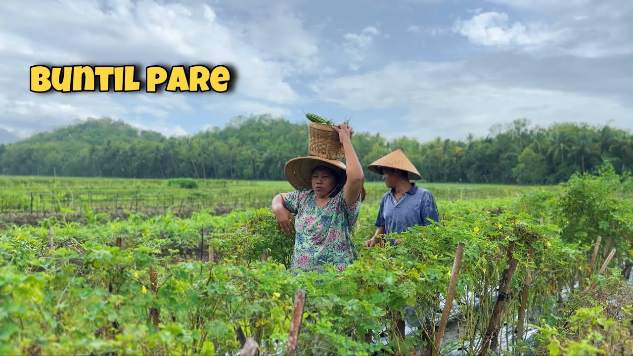 BUNTIL PARE || OLAHAN DARI PARE SELAIN DI TUMIS || panen pare ,melimpah