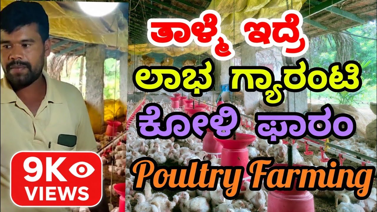 ತಾಳ್ಮೆ ಇದ್ರೆ ಲಾಭ ಗ್ಯಾರಂಟಿ | ಕೋಳಿ ಫಾರಂ | Poultry Farming| 