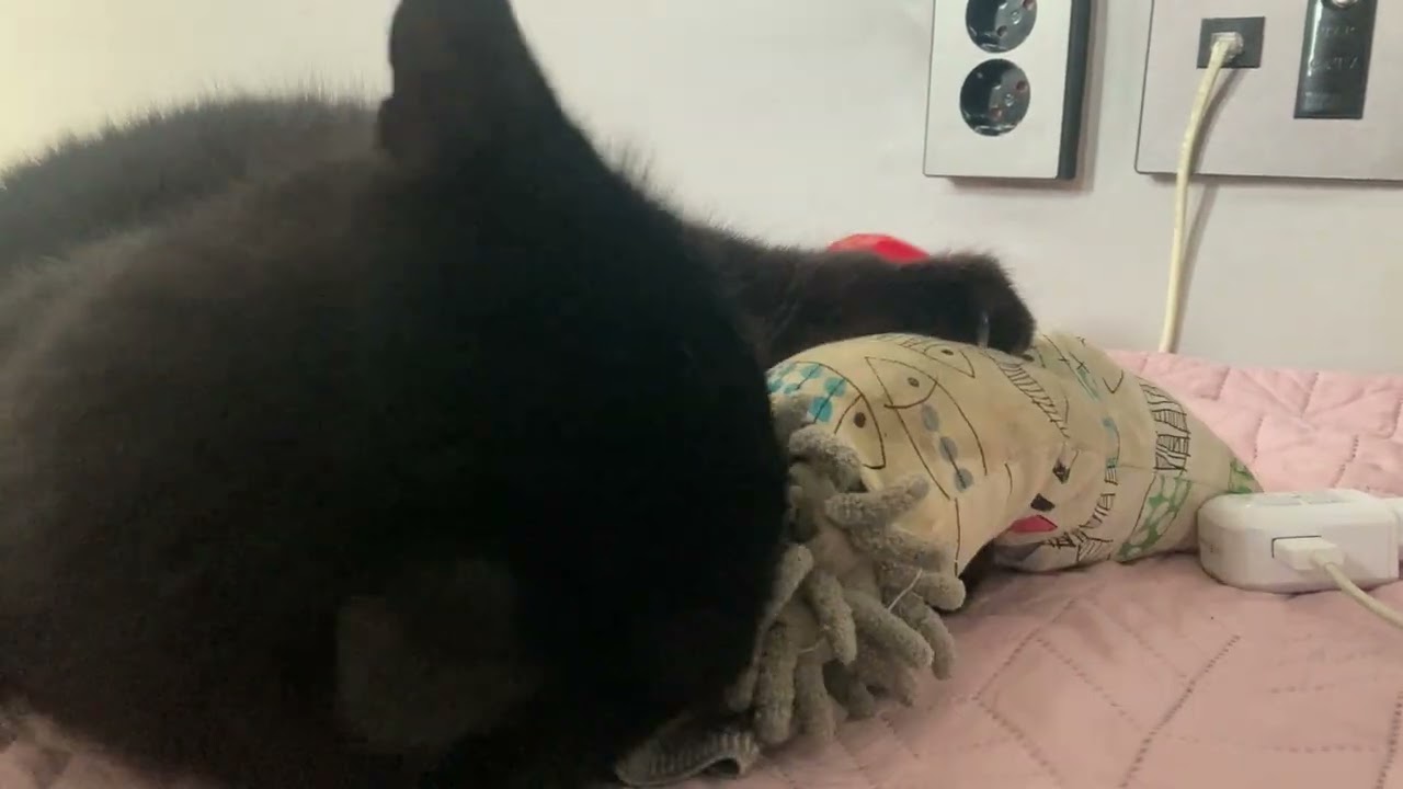 집사가 퇴근해서 기분 최고인 고양이