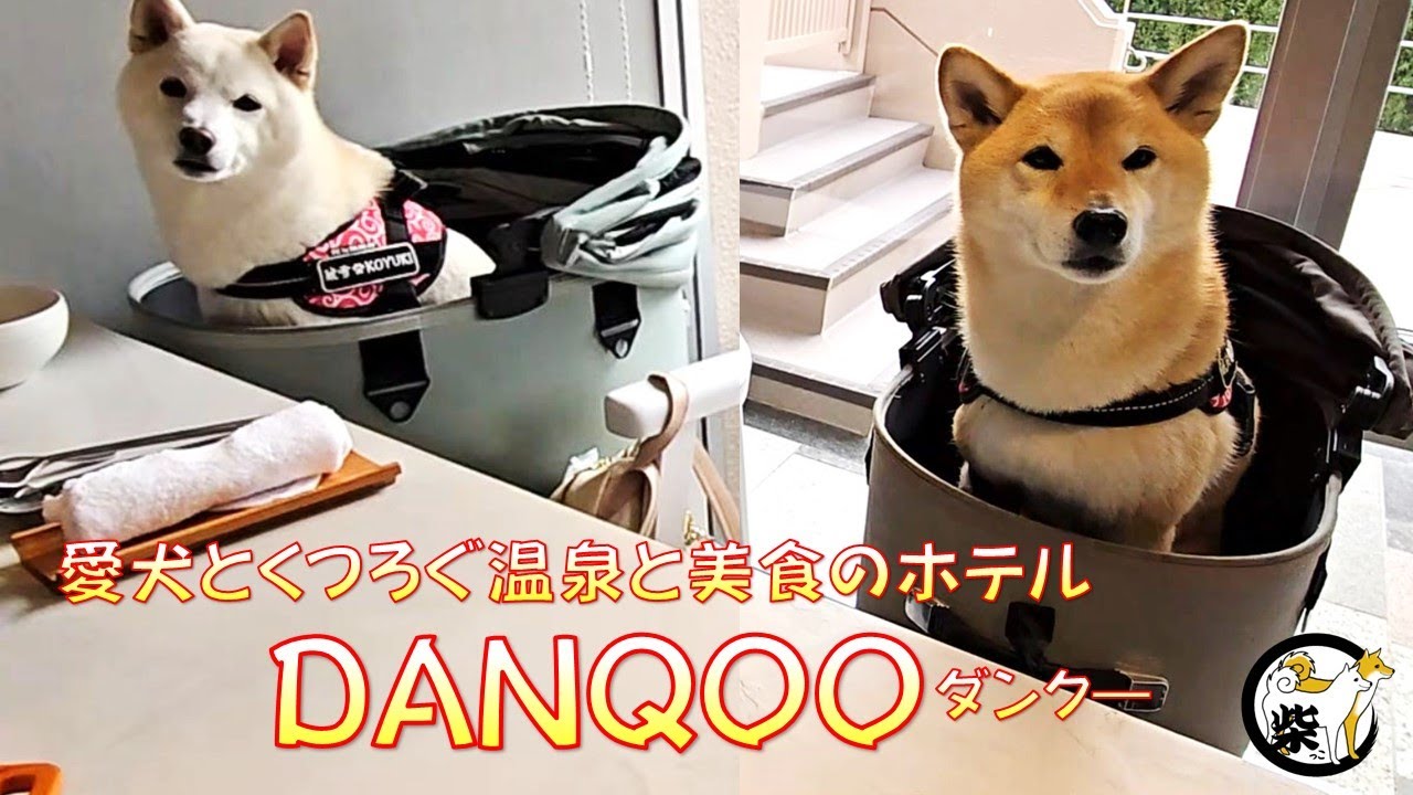 愛犬と泊まれる温泉と美食の宿「DANQOO」で、ごはんを落としたことに気がついてもらえず切ない顔した柴犬が愛しい【柴っこ】