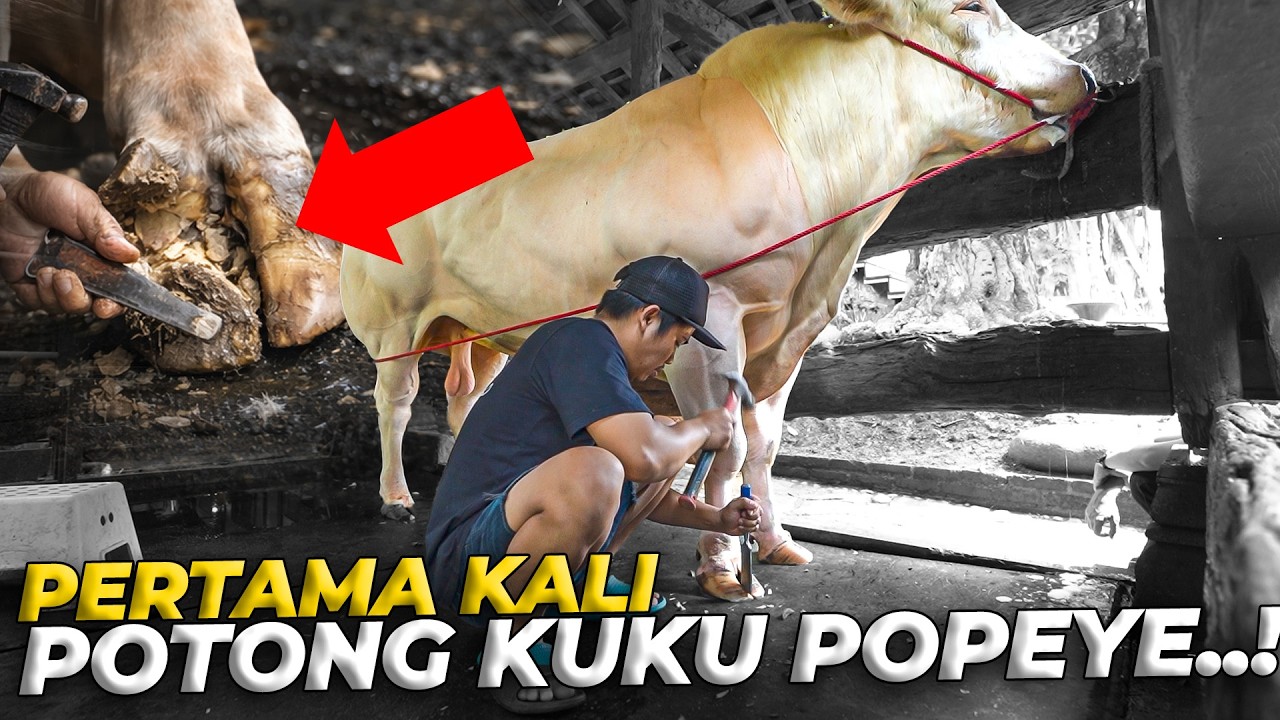PERTAMA KALI POPEYE POTONG KUKU SAMPE MEREM MELEK!