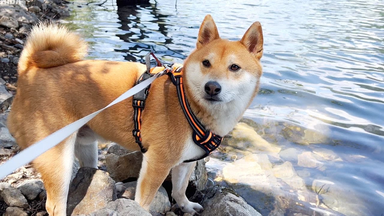 What Does a Dog Think About All Day
