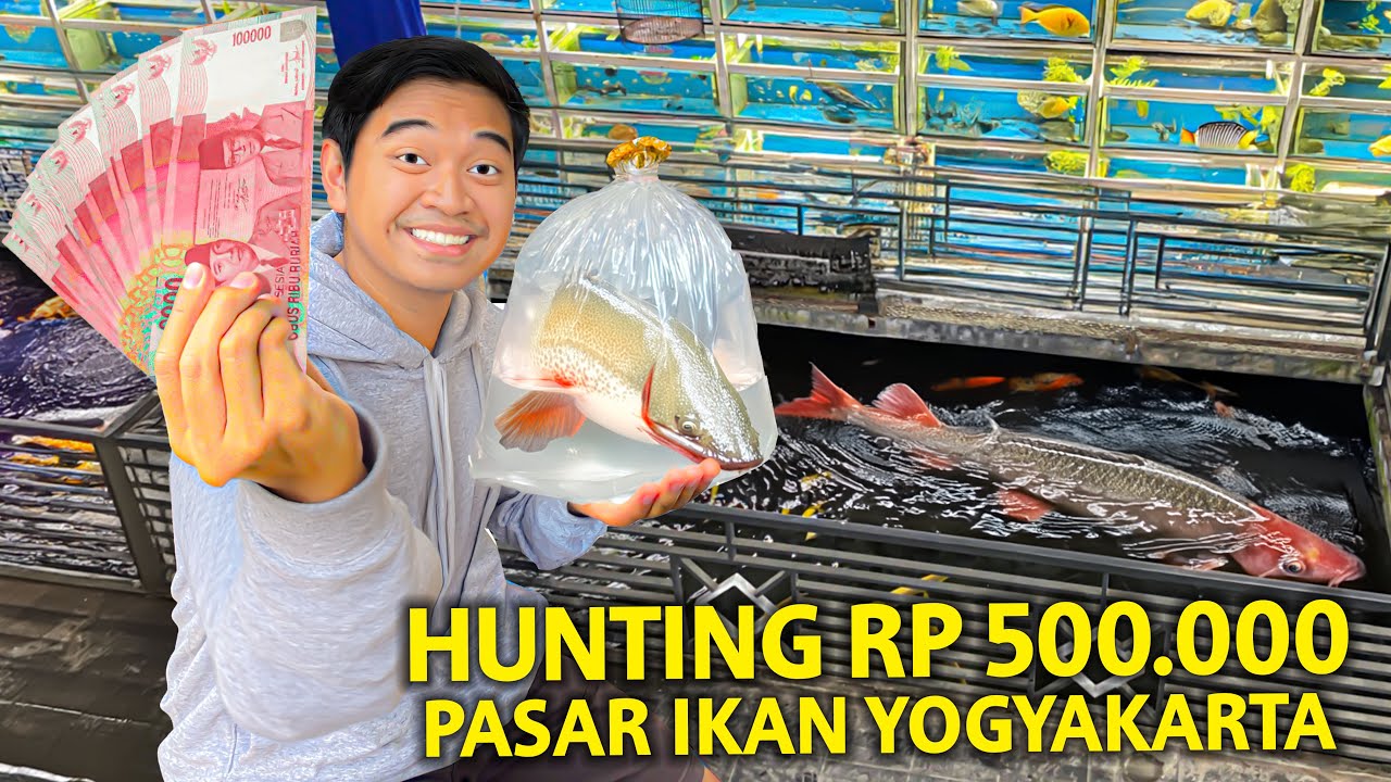 HUNTING RP 500.000 DI PASAR IKAN TERBESAR YOGYAKARTA! DAPET IKAN PREDATOR KALIMANTAN?!