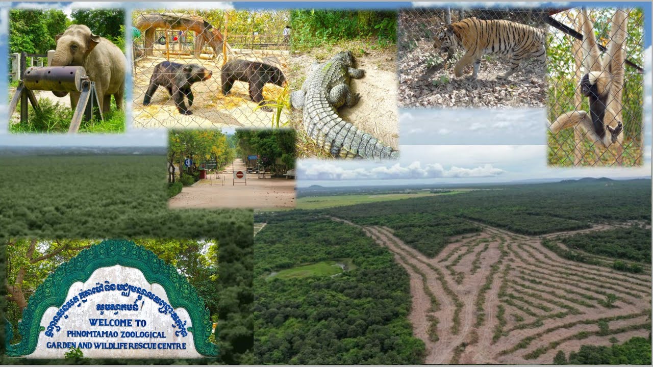 ប្រវត្តិភ្នំតាម៉ៅឬឧទ្យានសួនសត្វ​ភ្នំតាម៉ៅ និងមជ្ឈមណ្ឌល​សង្គ្រោះសត្វព្រៃ,History Tamao Mountain,phnom