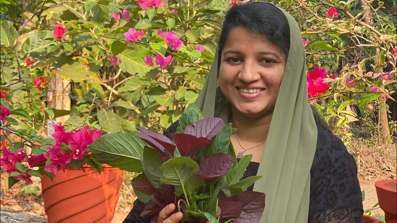 മുറ്റത്തെ ചീര വിളവെടുപ്പ്//തോട്ടത്തിലെ ചീര🌱🌱🌱