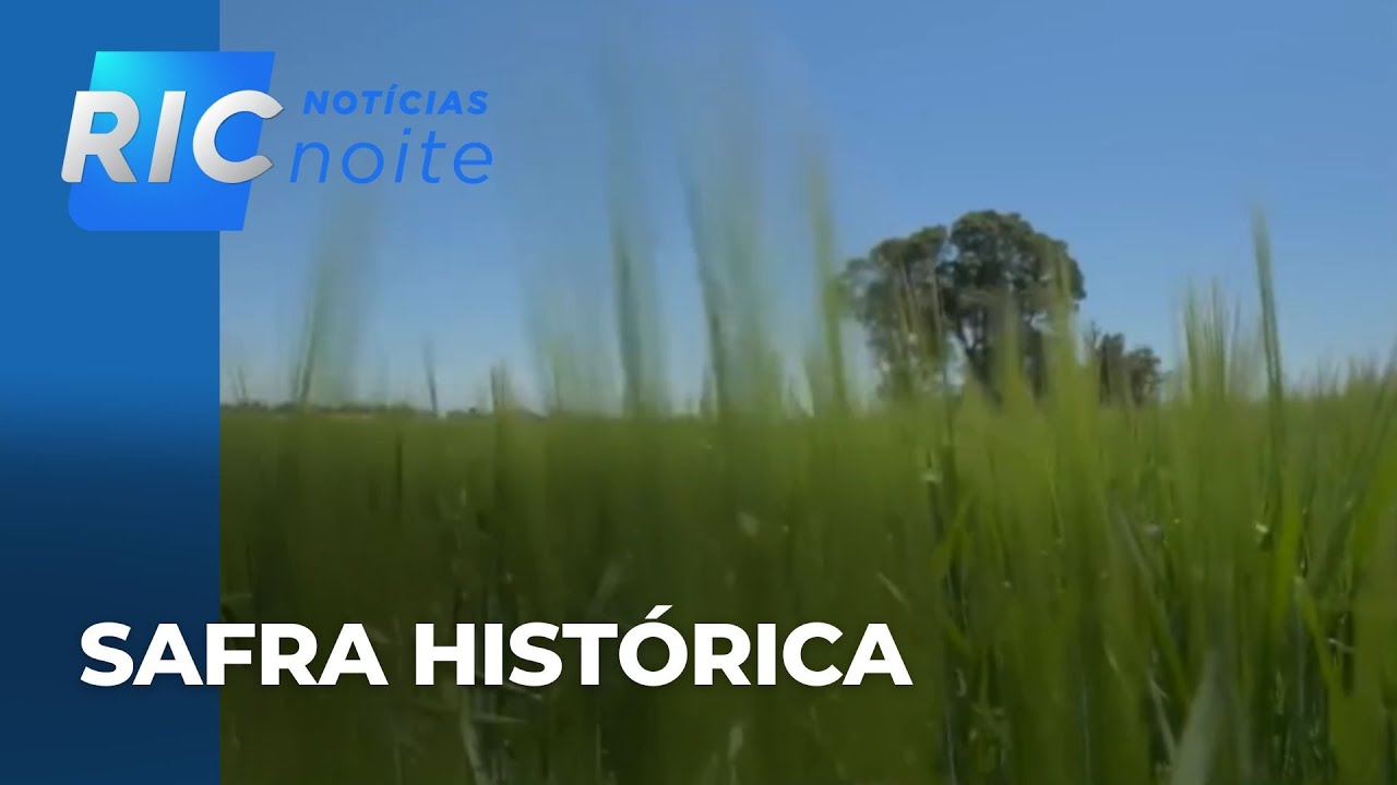 Safra histórica de cevada no Paraná; produção deve crescer 40% e lavouras mostram espigas robustas
