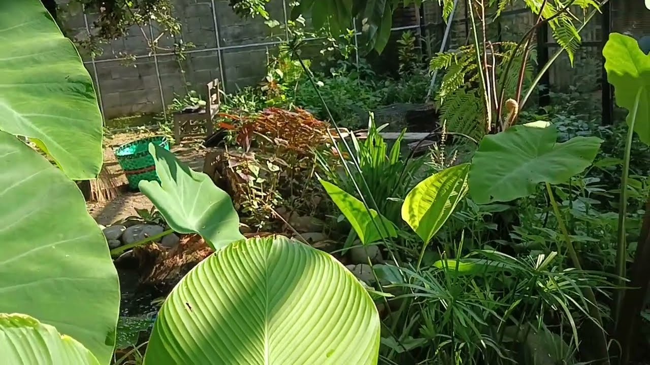 PENANGKARANG BURUNG DALAM KANDANG AVIARY SEMI ALAM LENGKAP DENGAN KOLAM SEMI NATURALNYA