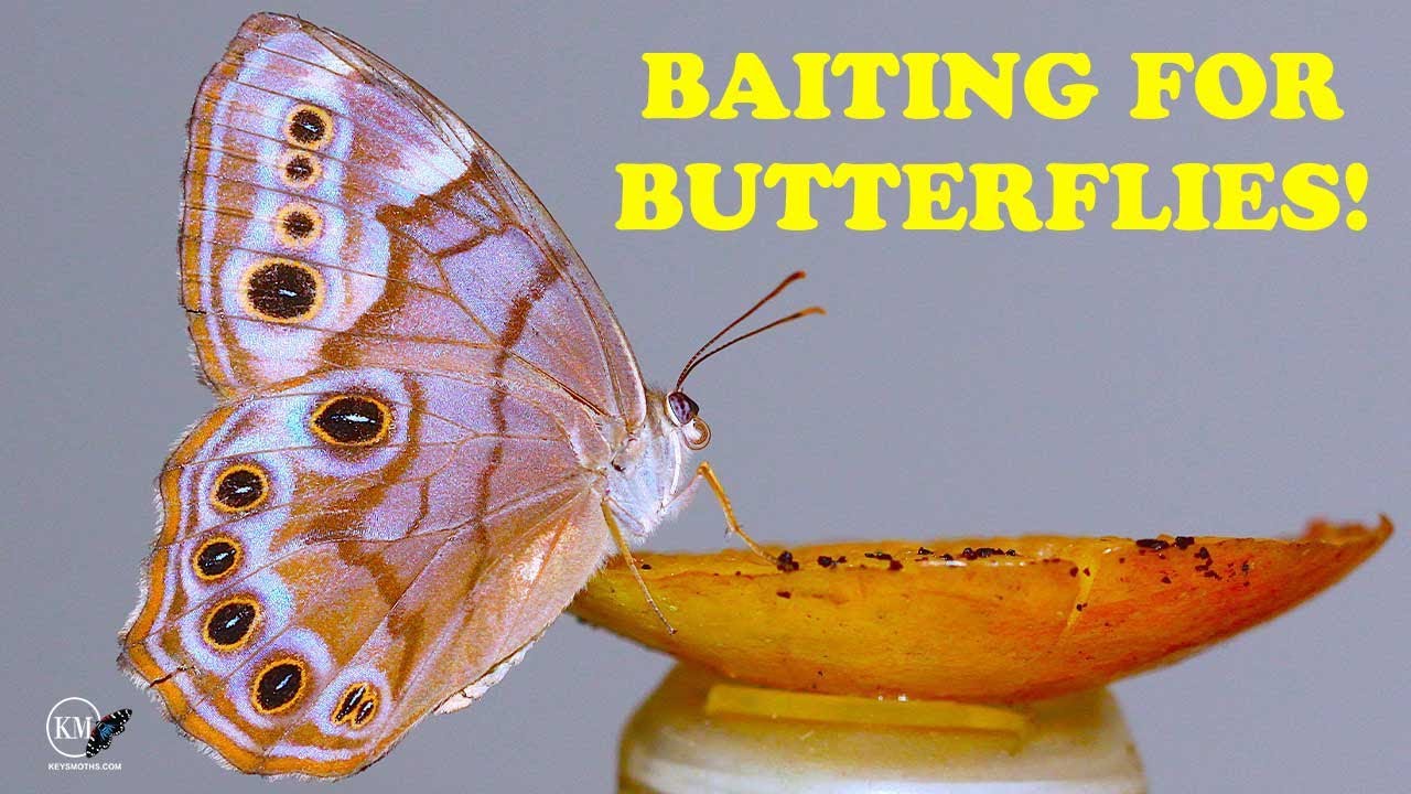 COLLECTING BUTTERFLIES AND MOTHS   HANGING BAIT TRAPS IN NORTH CAROLINA