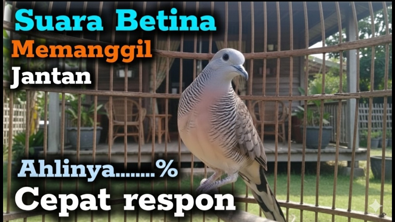 Pancingan perkutut betina memanggil jantan