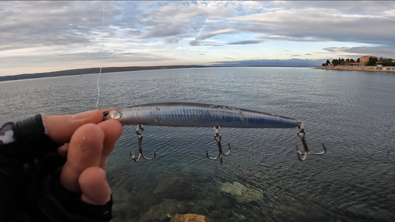 Little tunny on DUO TDM 120 Adriatic Sea, Uvala Slana