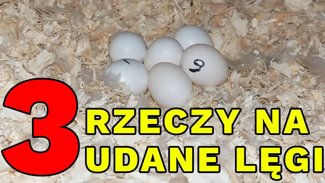 3 CZYNNIKI NA UDANE LĘGI | JAKIE JEST MOJE DOŚWIADCZENIE? PRZYKŁAD PARY RUDOSTEREK