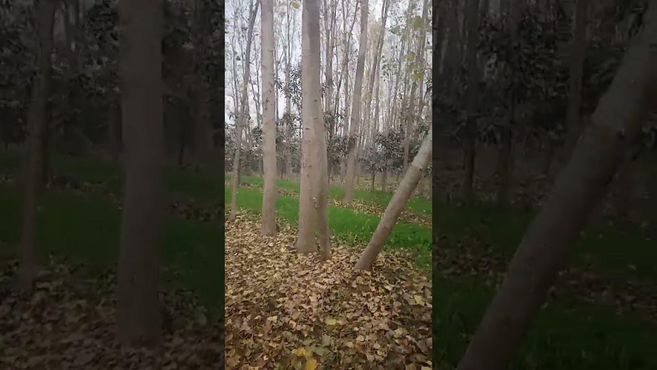 3 to 25 maund tree Italian poplar and delta poplar planted