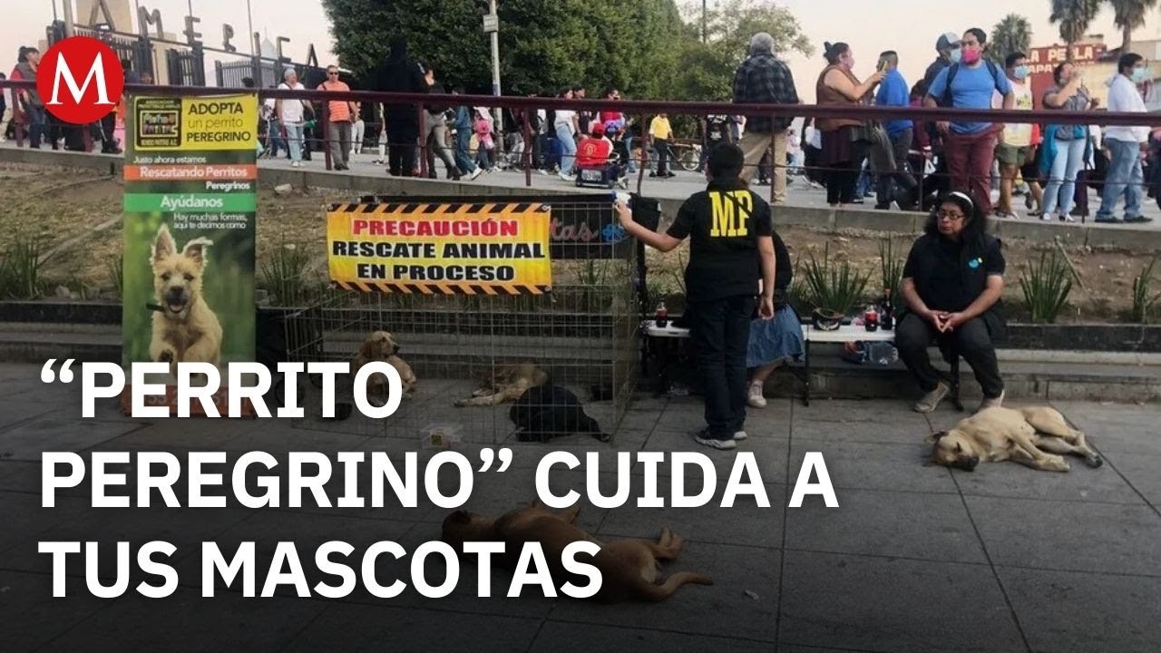 “Perrito Peregrino” busca evitar abandono de mascotas durante peregrinaciones a la Basílica