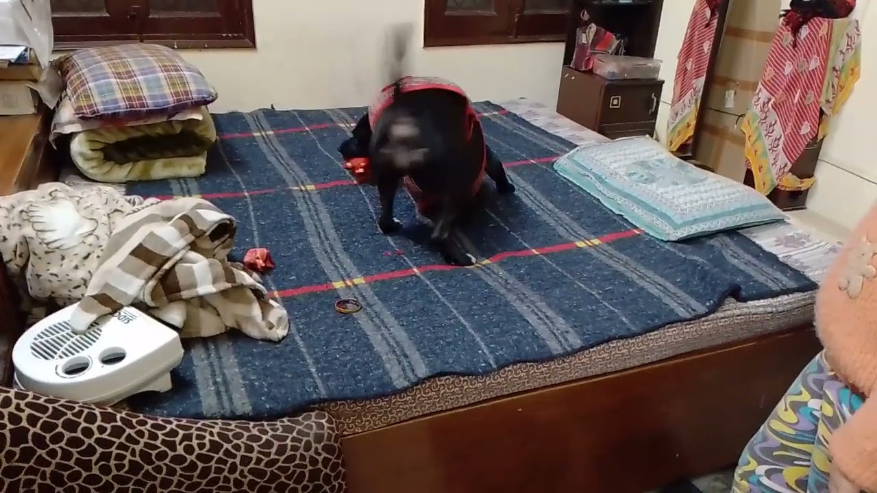चेरी को देखो कितना अच्छा योग करती है 🐶👀👍🏼🥰👍🏼#dog#video#viral#punctual cherry#YouTube