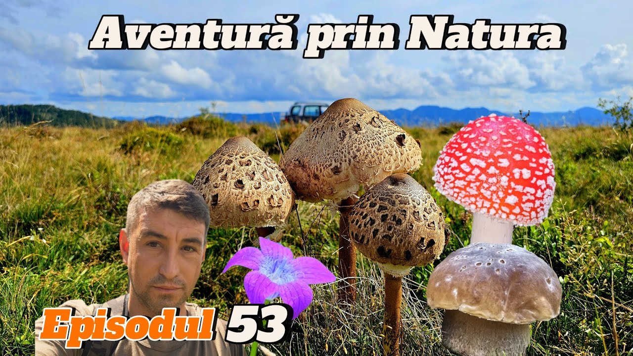 AVENTURĂ &Icirc;N SĂLBĂTICIA MUNȚILOR APUSENI 🌲🍄 &Icirc;N CĂUTAREA CIUPERCILOR DE TOAMNĂ | EP. 53