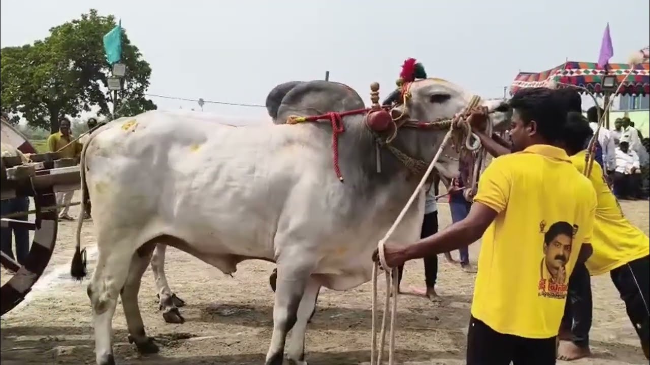 Rk bulls dheera bull in carrying 2 ton stone dheera narasimha bulls RK's BULLS #rkbulls #dheerabull