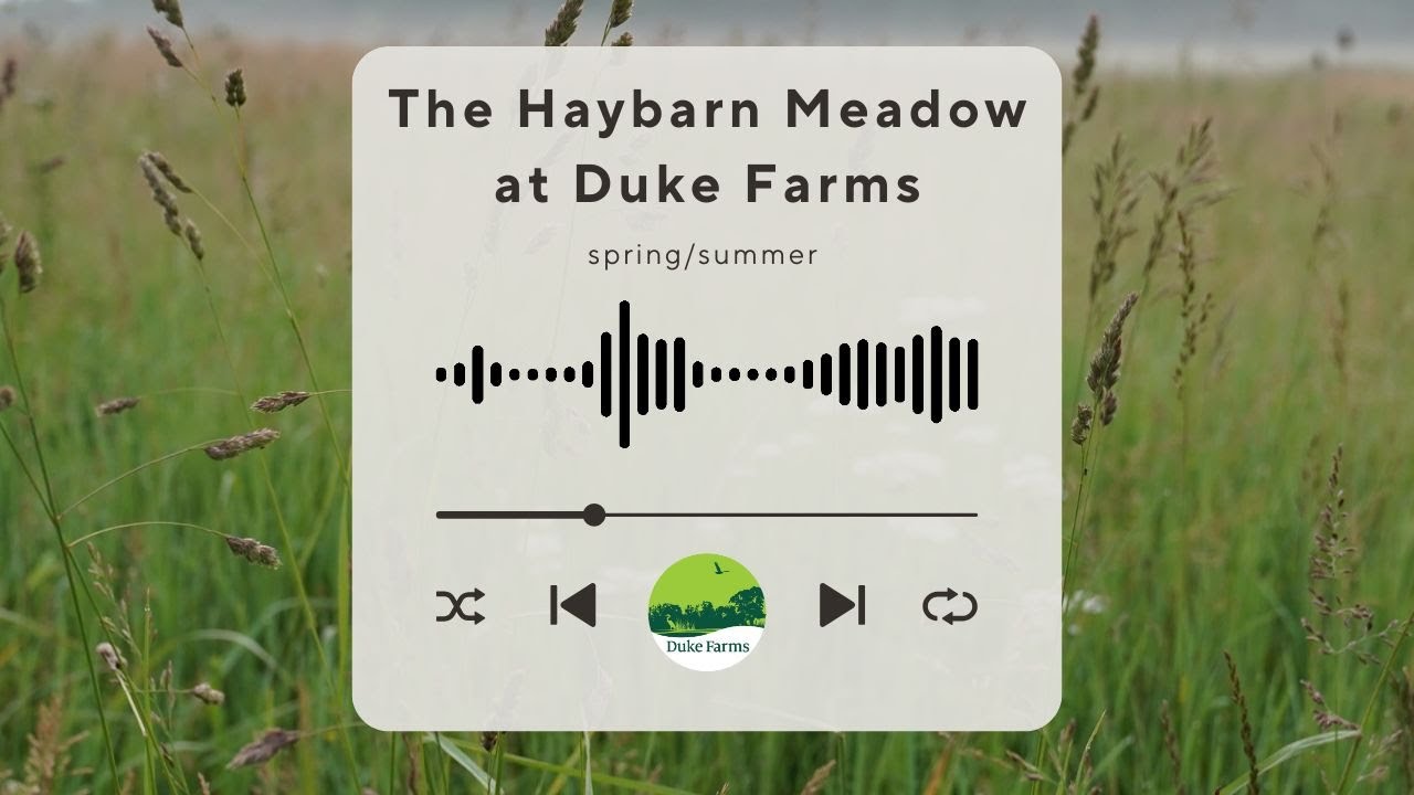 The Hay Barn Meadow at Duke Farms - Spring Summer