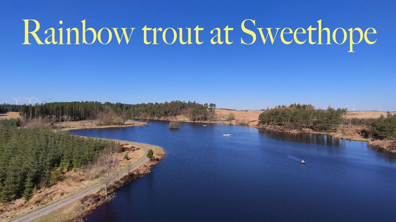 Rainbow trout at Sweethope