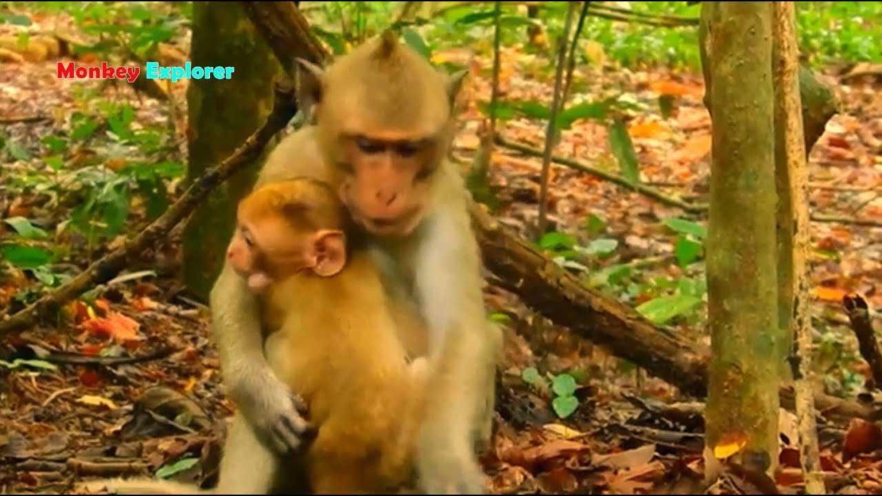 Very good brother abandoned Alberto hugging & taking care little baby Candy so warmly & comfortable.