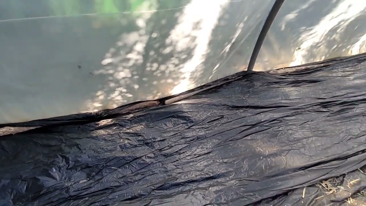 Como plantar patatas sin tierra.