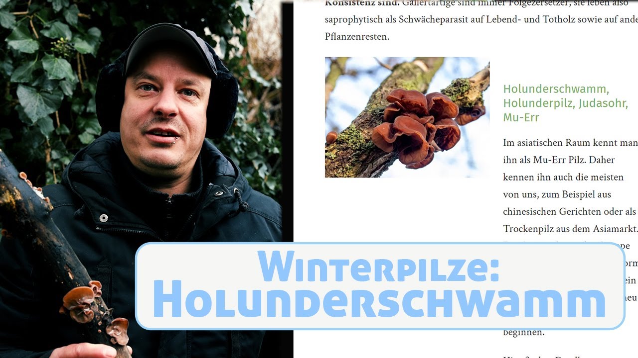Winterpilze: Holunderschwamm (Judasohr/Mu-Err-Pilz) richtig bestimmen und zubereiten