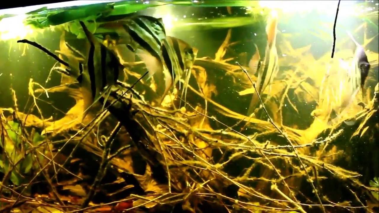 Pterophyllum Altum rio Atabapo, Apteronotus albifrons, Mikrogeophagus ramirezi, Paracheirodon innesi