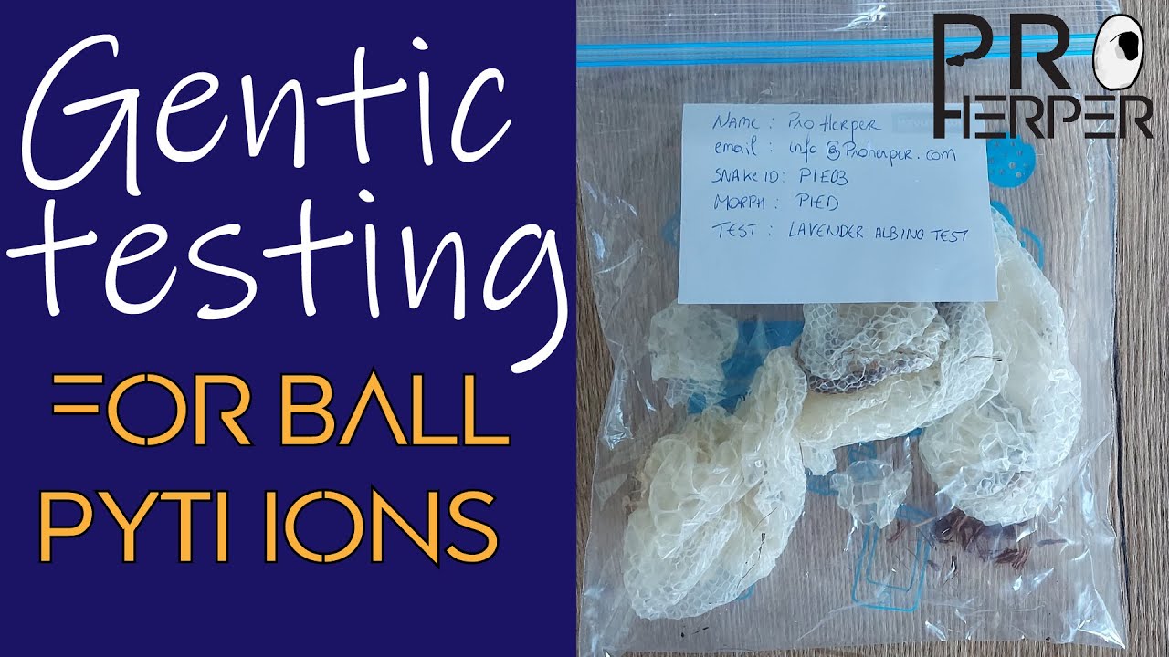 Introducing genetic tests for ball python in Europe!