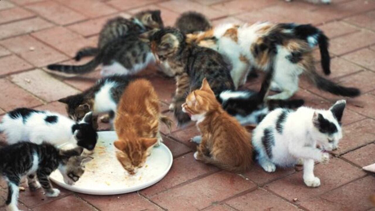 Kaylee's Cat Corner: Kitten Season