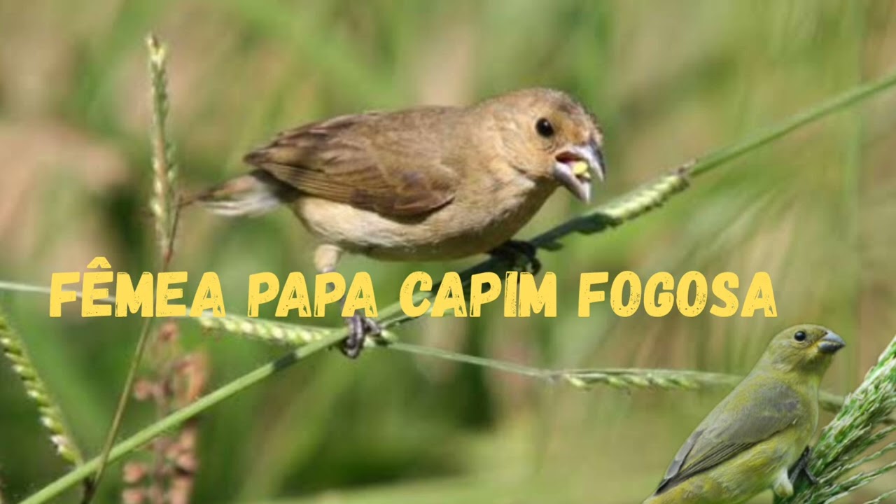 Fêmea de Papa-Capim Fogosa 🔥pra Esquentar Seu Coleiro!
