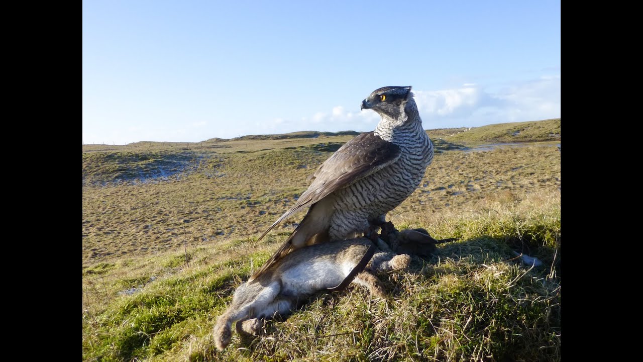 Rabbit Hawking with a Goshawk & 2 Harris Hawks. Day 2 SB