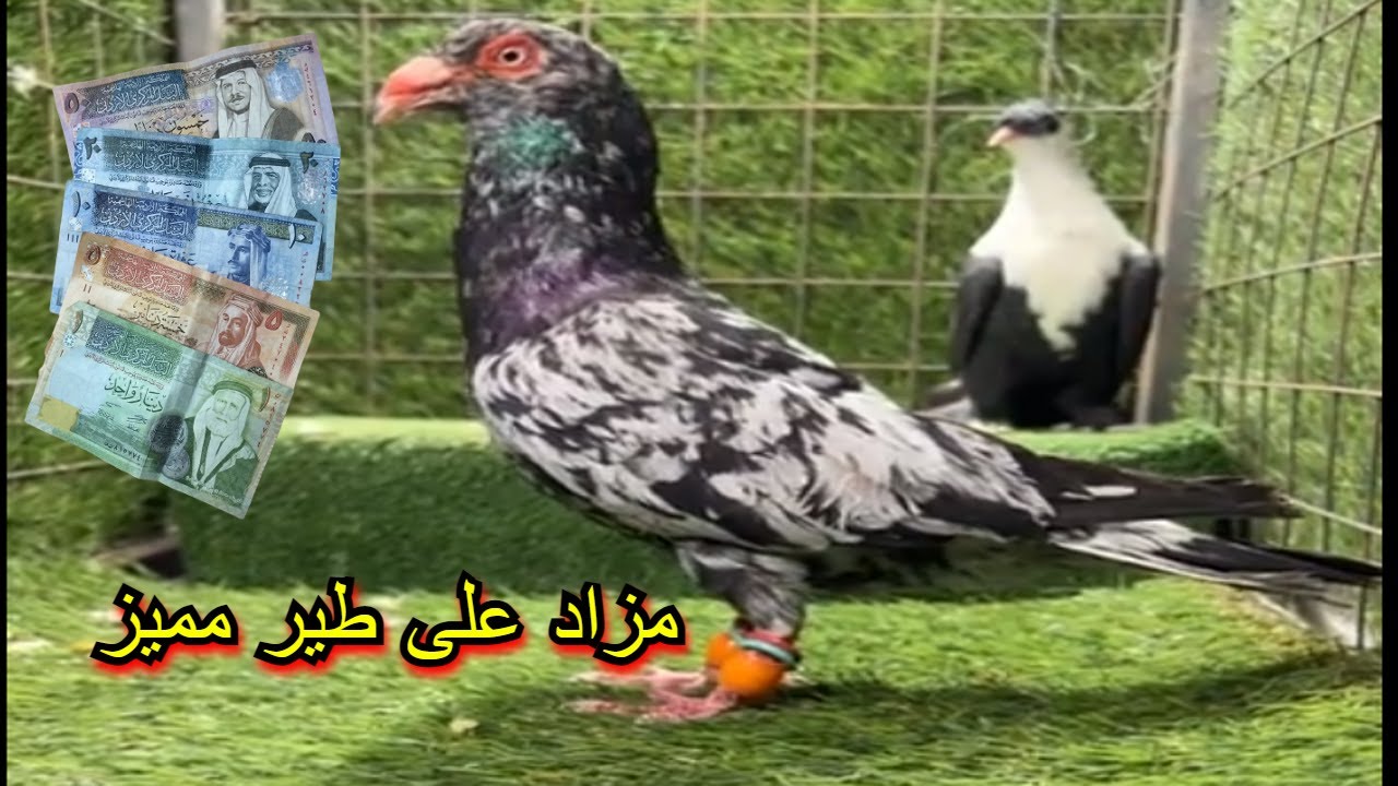 #pigeon #raisenpigeons #birds #fancyworld #kabutar #cat #pigeonlaver #samisattipigeonclubrwpandisb