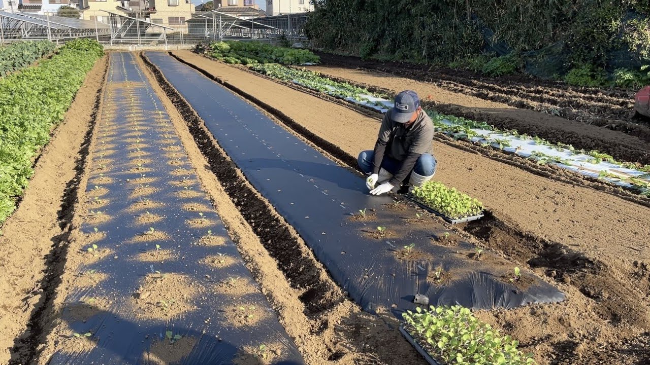 1度植えたら何度も収穫が出来る便利な葉物野菜の栽培方法　21/11/5