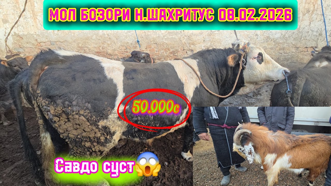 МОЛ БОЗОРИ Н.ШАХРИТУС 08.02.2026