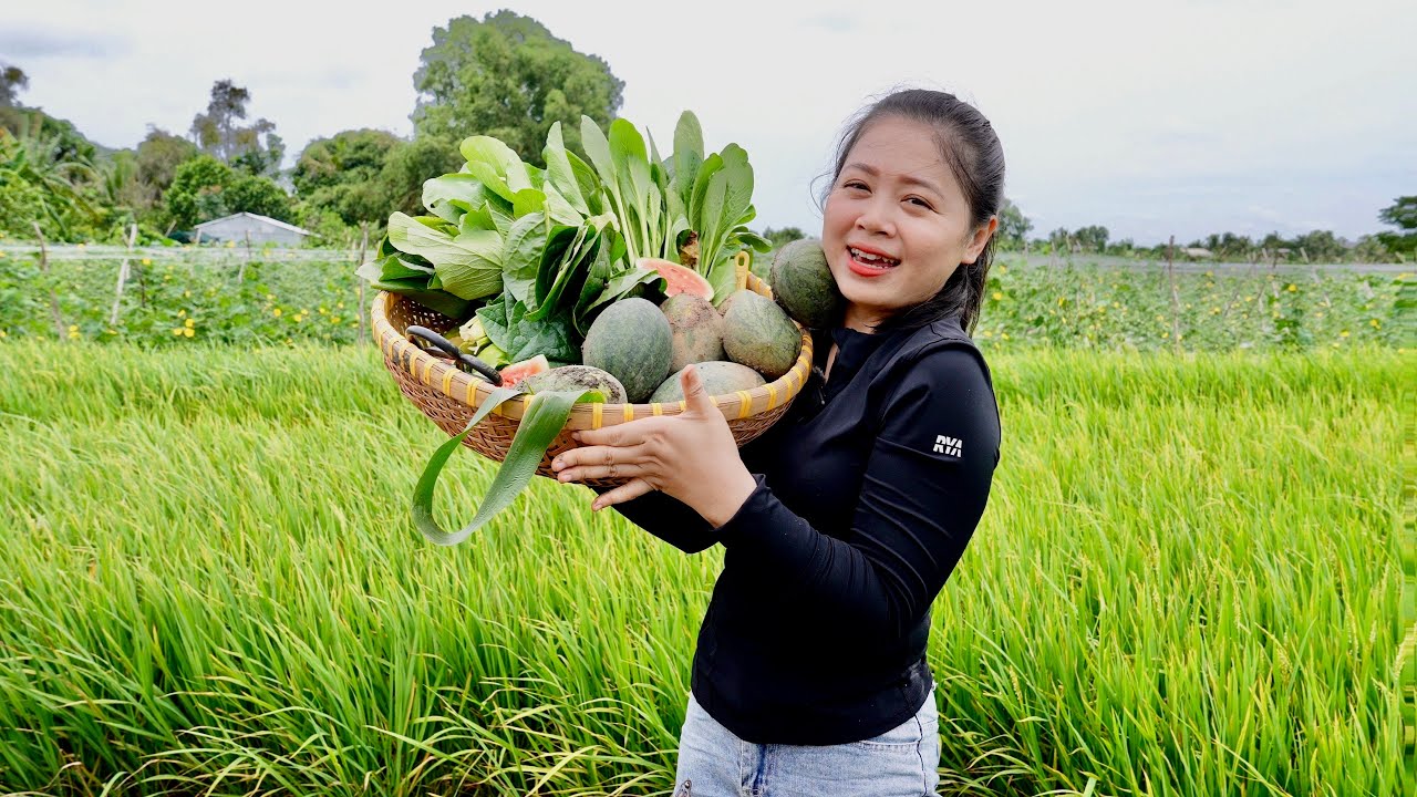 Phan Diễm về quê thu hoạch Bắp và Dưa hấu chín cây xung quanh vườn nhà ở miền tây