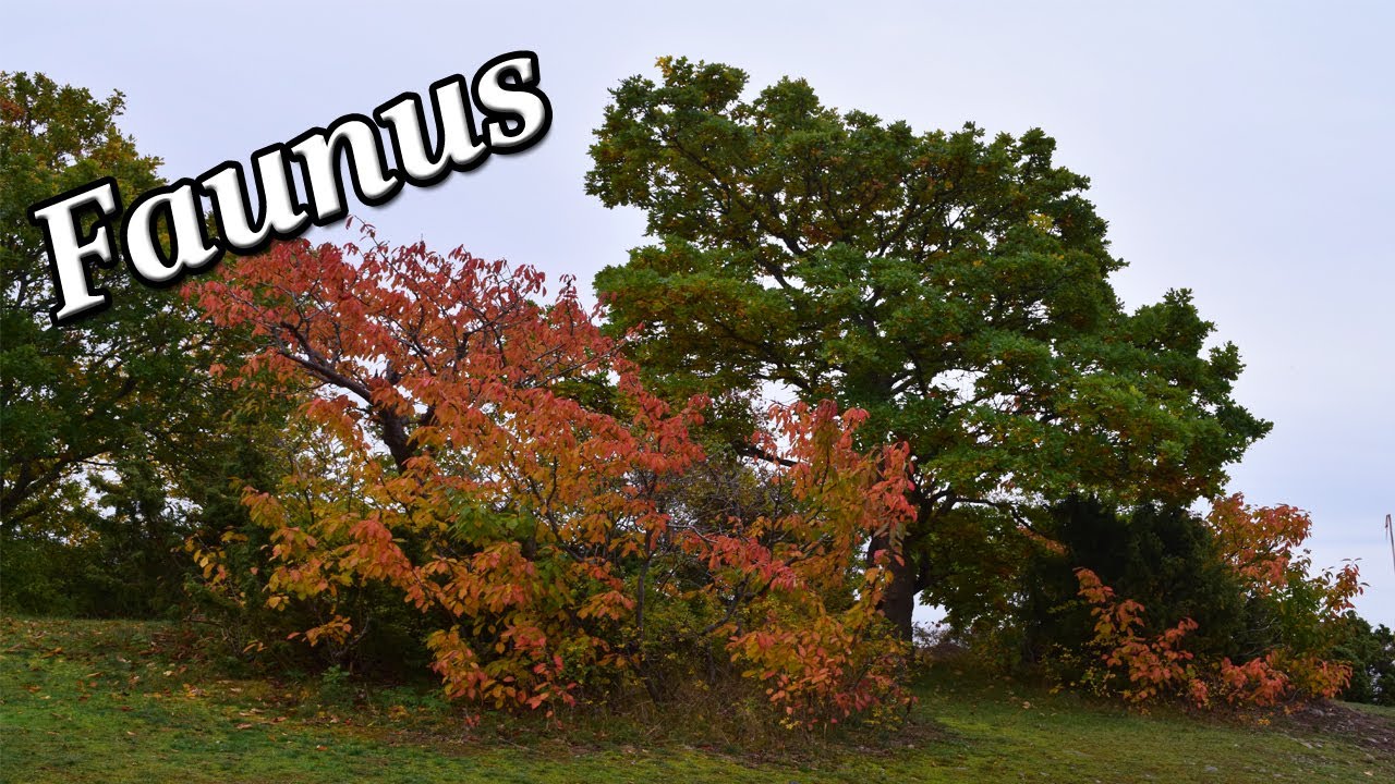 Faunus - Roman Religion and Mythology