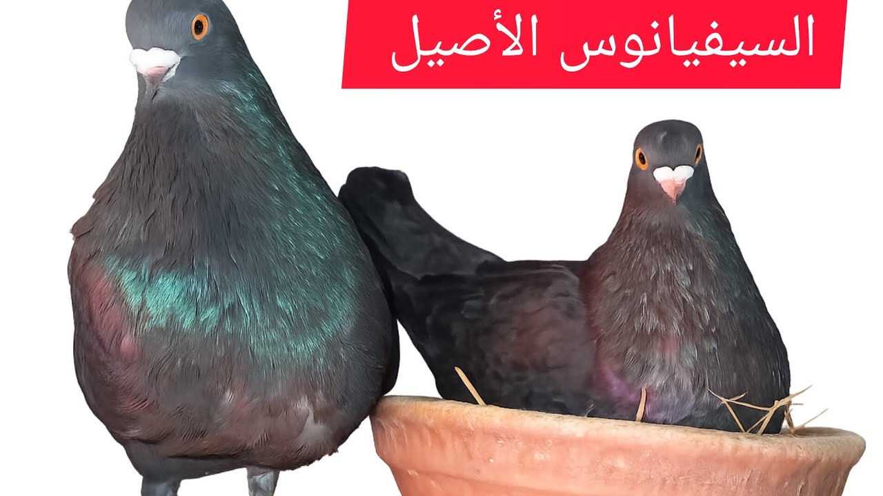حمام السيفيانوس الأصيل# 💯💯# توليعة داخل السجنة 🔥# تحياتي لجميع الموالع #🇲🇦♥️🕊️👍👍