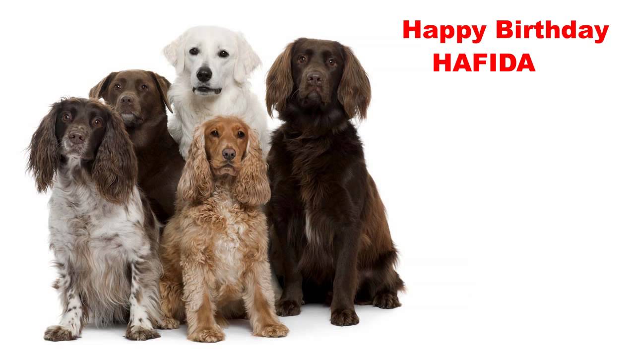 Hafida   Dogs Perros - Happy Birthday
