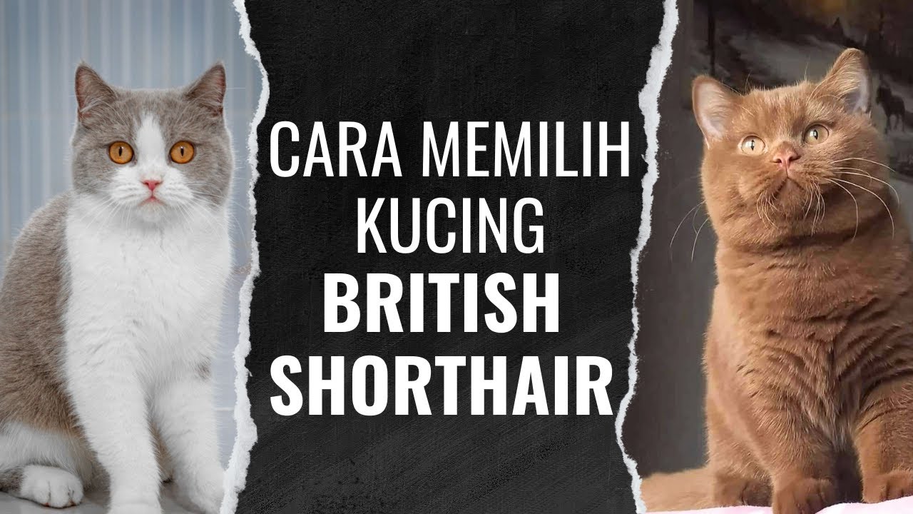 KUCING BRITISH SHORTHAIR ADA BERAPA KUALITAS ??