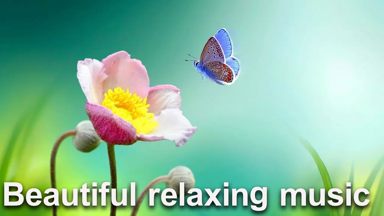 Peaceful Music | Beautiful Music | Meditation Music | NTV8 NEWS
