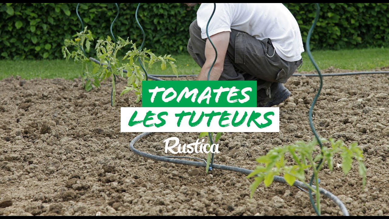 Comment tuteurer les tomates