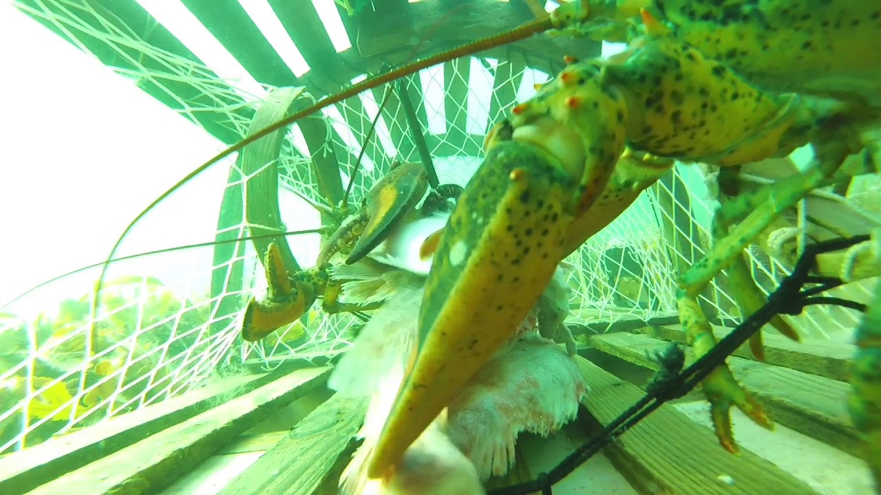 GoPro in a lobster trap