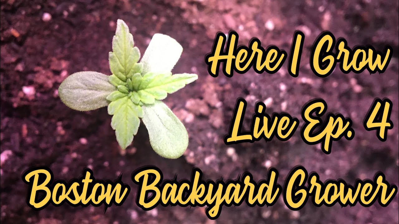 Boston Grower Here I Grow Live Ep.4 How To Flower Your Plants