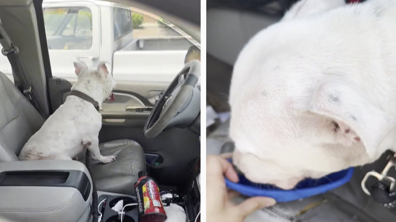 Woman Says She Tried to Save Dog But Ended Up In Hot Water