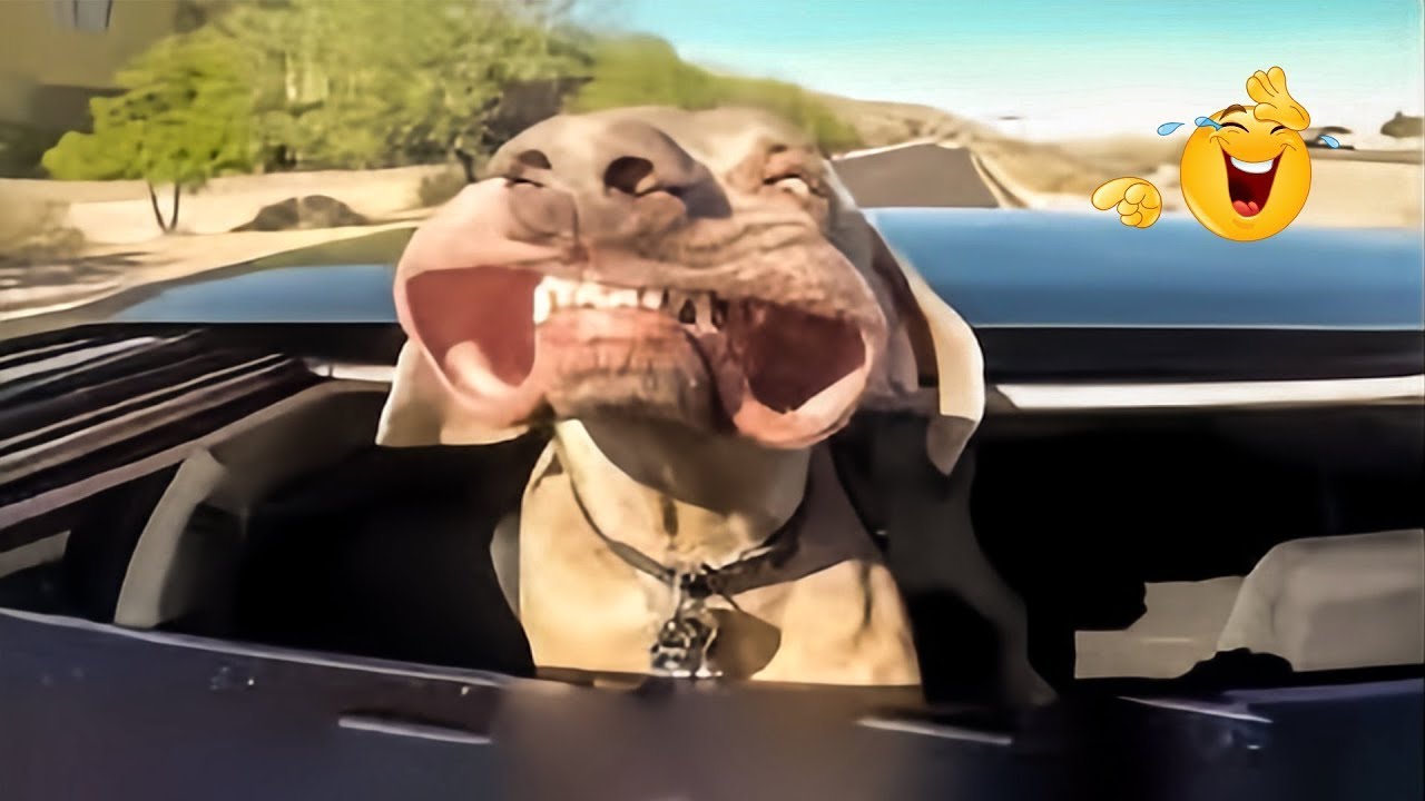 You Can’t Stop Laughing At These Pets 🐶🤣 | Funniest Cats & Dogs 2026